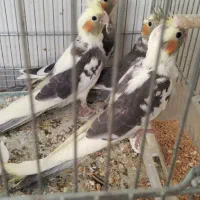 گرینچیک عروس هلندی مرغ عشق فنچ