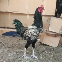 خروس ۳ عدد