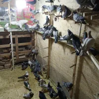 کبوتر جدید رسید همش ب ضمانت پرش|پرنده|اردکان, |دیوار