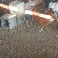 مرغ تخم گذار جوون