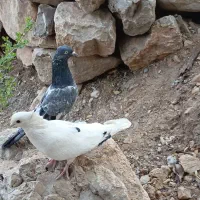 دو عدد کفتر ملخ زن