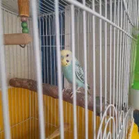 مرغ عشق اکسوری
