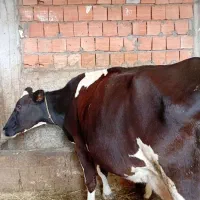 گاو گوساله|حیوانات مزرعه|آمل, |دیوار