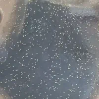 یک واحد آپارتمان مشهدامام رضا۱۹ ملک الشعرا بهار یک