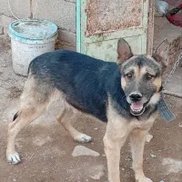 سگ ژرمن شپرد|سگ|کرمان, |دیوار