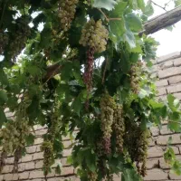 خانه مسکونی تیرآهنی