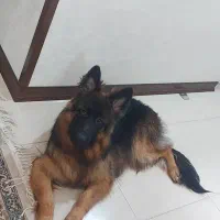 ژرمن ماده شجره دار بلک فیس