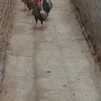 مرغ و خروس