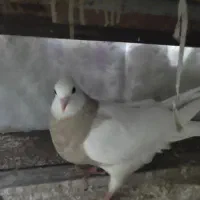 کبوتر طوقی|پرنده|امیدیه, |دیوار