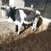 گاو شیری|حیوانات مزرعه|بیرجند, |دیوار