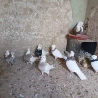 کبوتر طوقی|پرنده|قروه, |دیوار