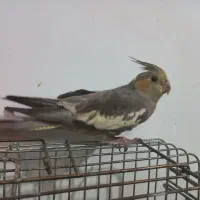 عروس هلندی مولد