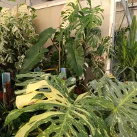 گیاه برگ انجیری|گل و گیاه طبیعی|تهران, شهرک علم و فناوری|دیوار