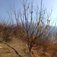 هرس باغات زیر نظر مهندس حسینی|خدمات باغبانی و درختکاری|محمدیه-قزوین, |دیوار