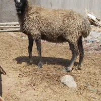 گوسفند و میش و بره و بز
