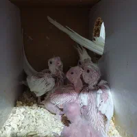 جفت مولد عروس آلبینو