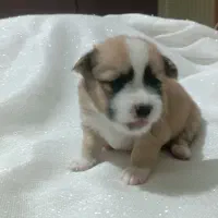 پامر اشپیتز|سگ|تهران, مینای شمالی (مخبر)|دیوار