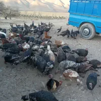 60عد بو قلمو|حیوانات مزرعه|هشترود, |دیوار