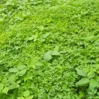 نشای گوجه گیلاسی