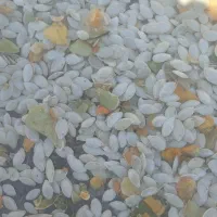 خرید وفروش تخمه کدو نقد وچکی