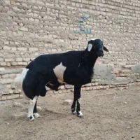 قوچ مو سیم لخت اصل جنس