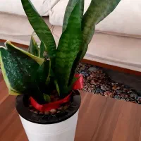 سانسوریا ابلق و سبز هیدروپونیک|گل و گیاه طبیعی|زابل, |دیوار