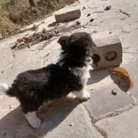 توله اشپیدز|سگ|مشهد, تبادکان|دیوار