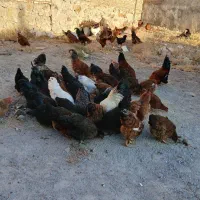 مرغ خروس جوان محلی