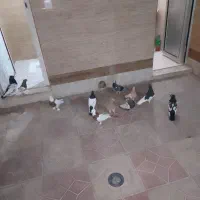 کبوتر فروشی جفتی|پرنده|شیراز, گچی|دیوار