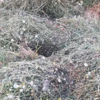 فروش یونجه