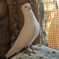 دم سیاه و قهوه ای