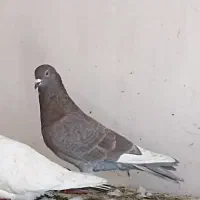 کبوتر پلاکی و دورگه