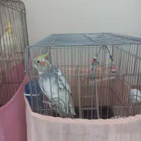 عروس هلندی سخنگو|پرنده|رودهن, |دیوار