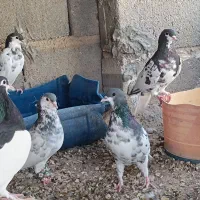 دسته کفتری ۸ تای یال گلدار
