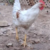 خروس