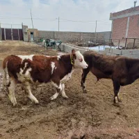 گوساله نر|حیوانات مزرعه|چهاربرج, |دیوار