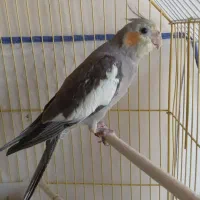 عروس هلندی گمشده