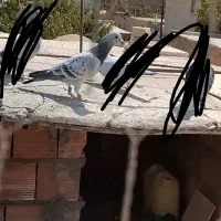 بدرنگ گم شده