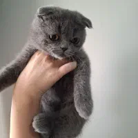 واگذاری توله اسکاتیش فولد نر|گربه|تهران, گلستان (شهرک راه آهن)|دیوار