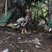 خروس لاری افغان|حیوانات مزرعه|سنگر, |دیوار