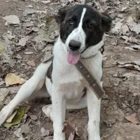 سراب افغان|سگ|رشت, یخسازی|دیوار