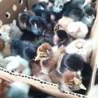 جوجه دوروزه گردن لخت وساده