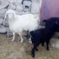 بزغاله نرسالم