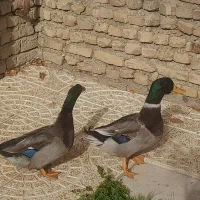 فروش اردک