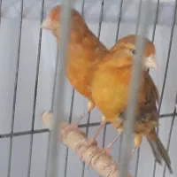 دوتا ماده دارچینی سرخ