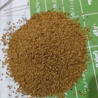 بذر یونجه رنجر امریکایی