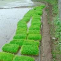 توم باکسی|لوازم جانبی حیوانات|ماسال, |دیوار