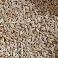 ۲تن گندم بکراس|خوردنی و آشامیدنی|کرمان, |دیوار