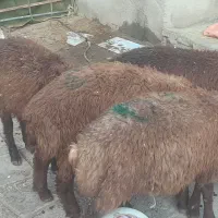 بره نر .بره گله گرد .بره پلاور .میش