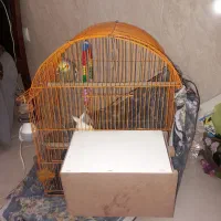 عروس هلندی|پرنده|مشهد, طرق|دیوار